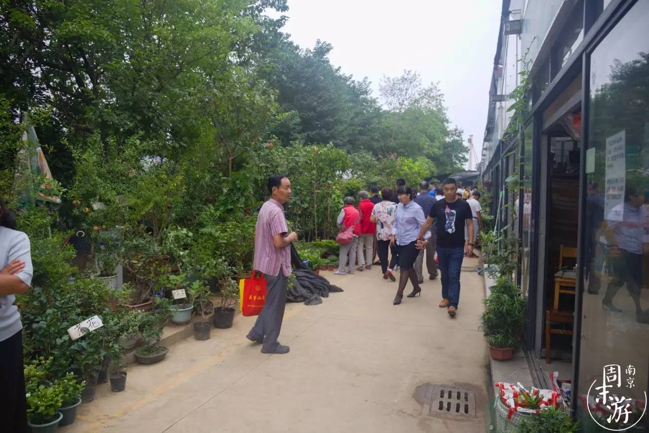 南京花鸟鱼虫市场,逛遍市场
