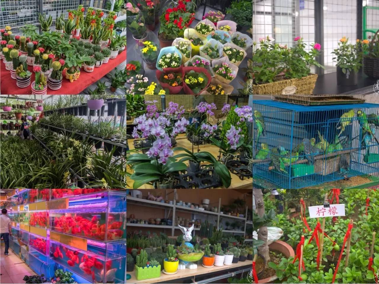 南京花鸟鱼虫市场,逛遍市场