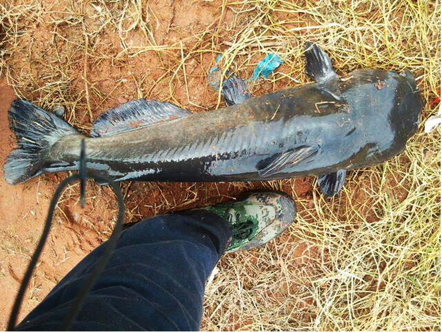 打窝的绝招,打窝钓鱼的手段