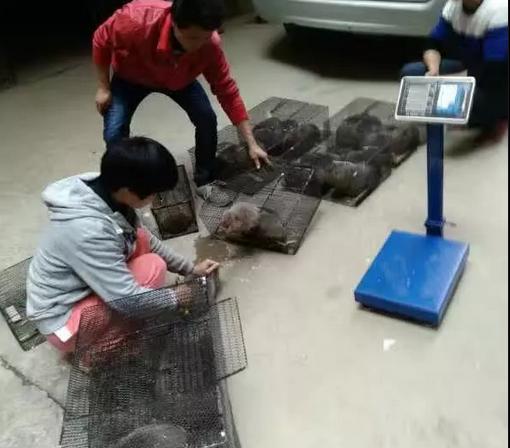 未来5年竹鼠发展前景,湖南竹鼠养殖前景如何