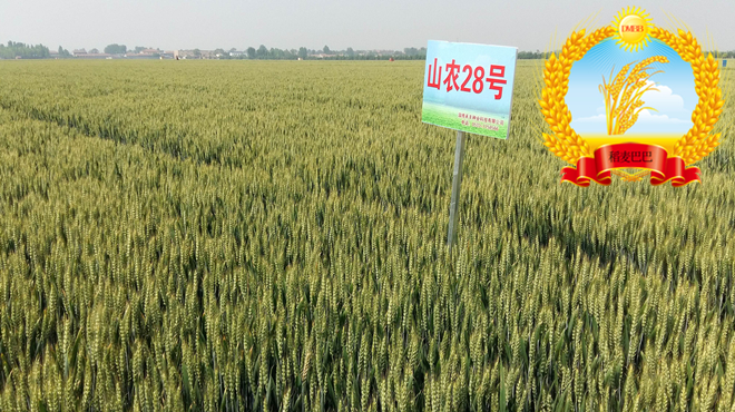 小麦品种山农28产量如何,山农28号小麦品种一亩种多少斤