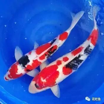锦鲤鱼有鱼鳃病吃什么药,锦鲤鱼得了鱼虱怎么治疗