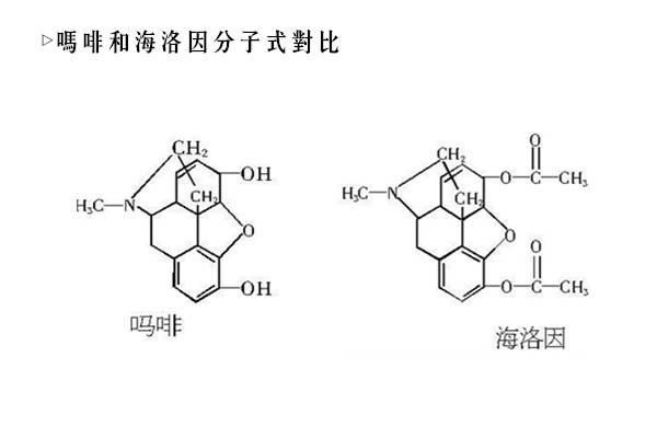 *粉白**（*洛因海**）鲜为人知的那些事儿