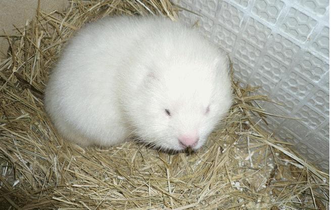 未来5年竹鼠发展前景,湖南竹鼠养殖前景如何