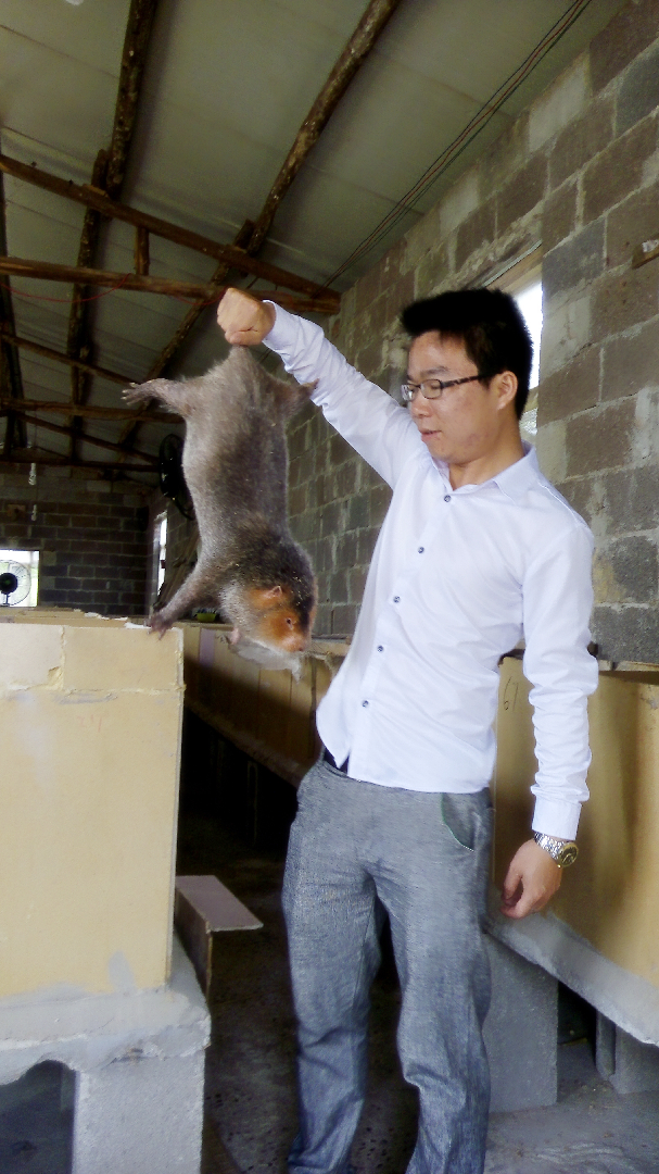 未来5年竹鼠发展前景,湖南竹鼠养殖前景如何