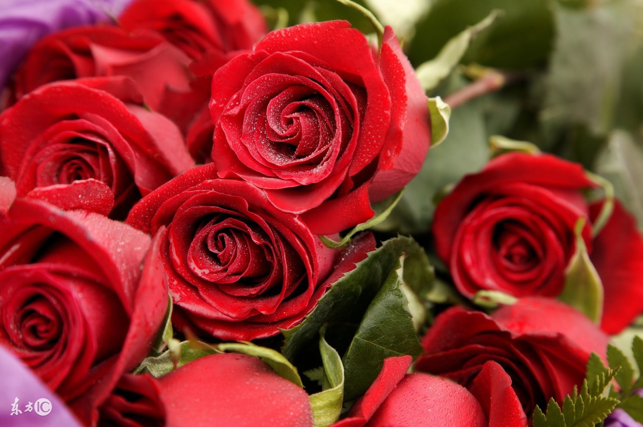 4招教您在家中摆放这些植物，旺财又助运！