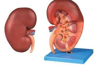 巧食蛋白保肾功？之慢性肾脏病的营养治疗法