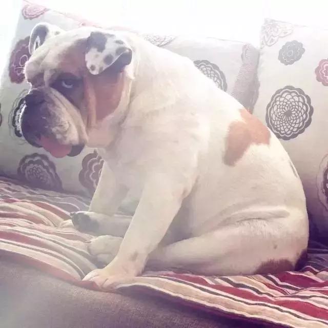 英斗除了吃就是睡,英斗为什么那么傻还那么能打架