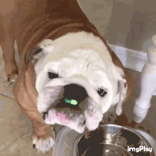 英斗除了吃就是睡,英斗为什么那么傻还那么能打架