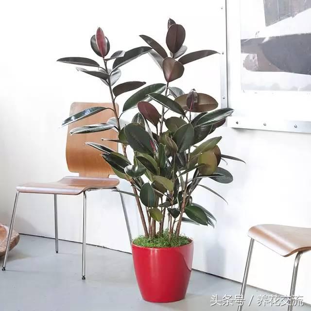 室内吸甲醛最好的绿植是什么,净化室内甲醛的绿植是什么