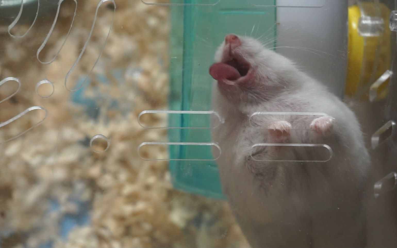 怎么让仓鼠的跑轮变静音,仓鼠跑轮声音大的解决方法