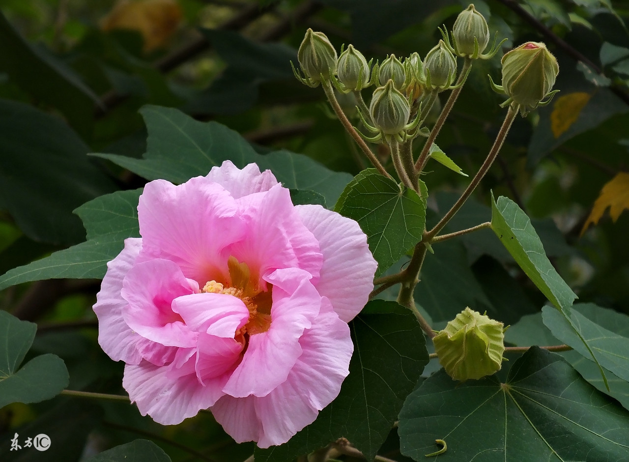 4招教您在家中摆放这些植物，旺财又助运！