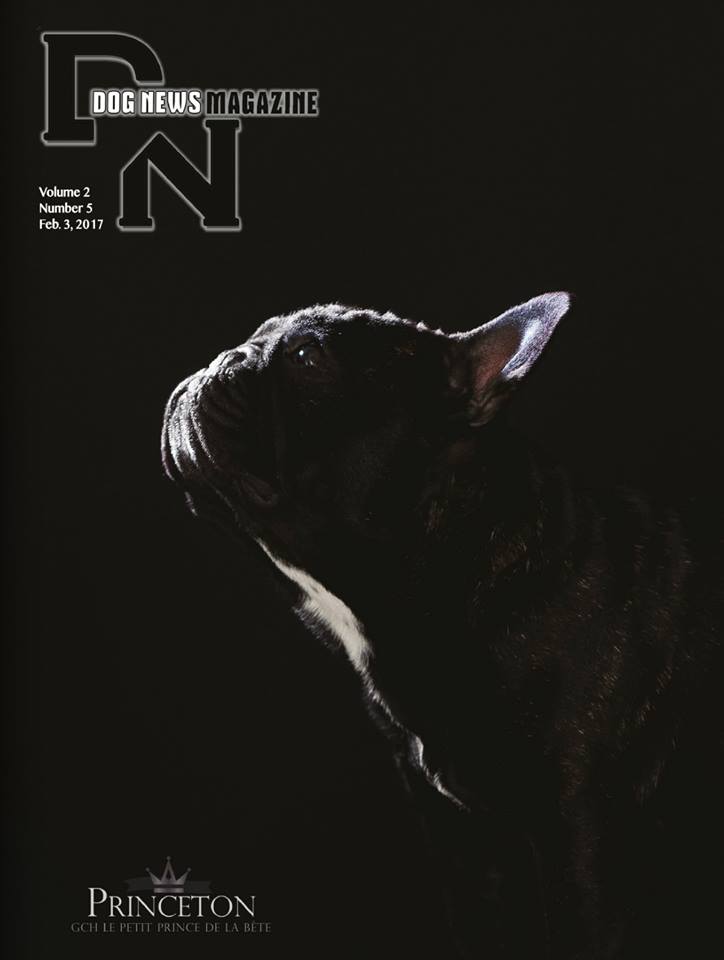 美国akc犬品种大全,法国斗牛犬详情介绍大全