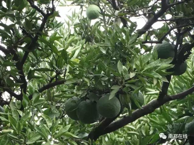 香橼果怎么闻香,香橼可以闻香吗