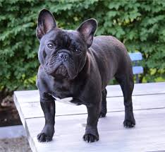 美国akc犬品种大全,法国斗牛犬详情介绍大全