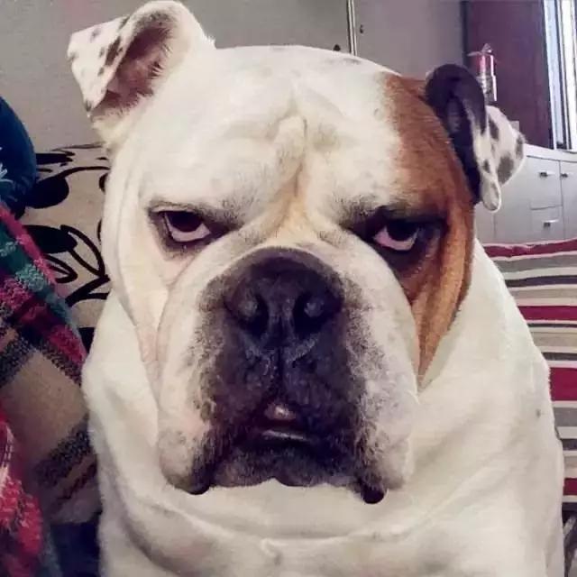 英斗除了吃就是睡,英斗为什么那么傻还那么能打架