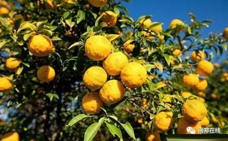 香橼果怎么闻香,香橼可以闻香吗