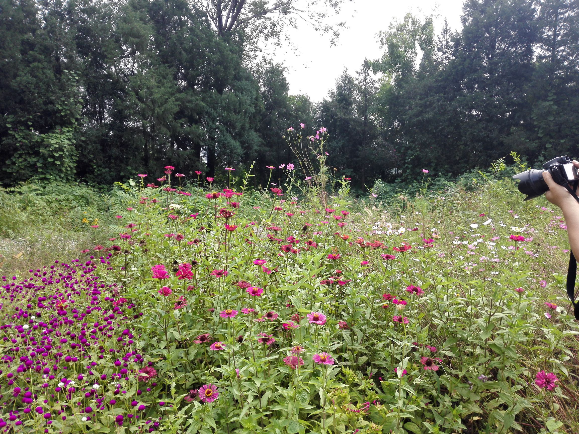 燕京八景有什么景点,燕京八景玉泉山
