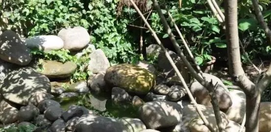 不养龟怎么知道养龟人的乐趣,你没养过狗永远不知道养狗的快乐