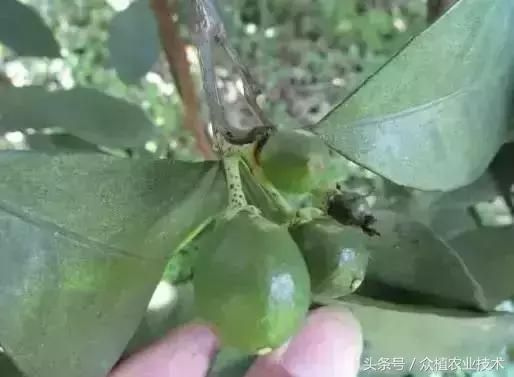 柑橘沙皮病打药配方,柑橘沙皮病防控视频