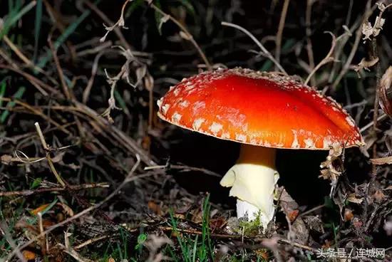 10种最奇特的蘑菇,中国最罕见的蘑菇是什么菇