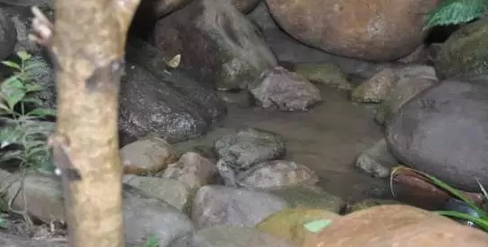 不养龟怎么知道养龟人的乐趣,你没养过狗永远不知道养狗的快乐