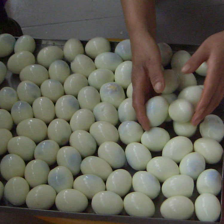 芦丁鸡蛋孵化剥壳,芦丁鸟蛋
