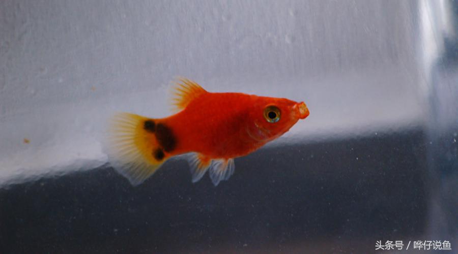 爸爸快看！我在鱼缸里抓到了米老鼠——宠物鱼新手入门小窍门