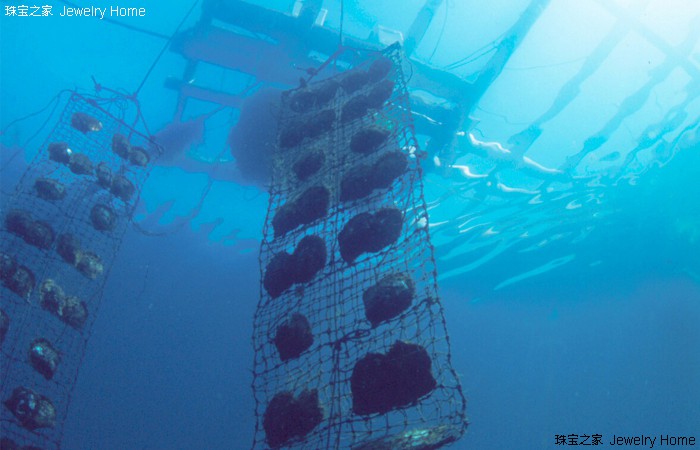 听过无数遍,怎么辨别真正的akoya珍珠