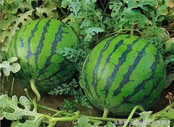 冬瓜南瓜西瓜苦瓜哪个不是一类的,冬瓜南瓜西瓜还有个北瓜哪去了