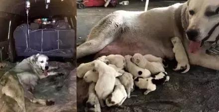 整整生了31只！世界为它鼓掌，国家为它颁奖~