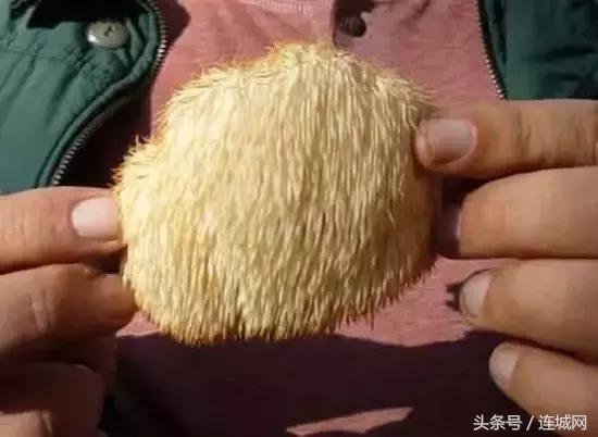 10种最奇特的蘑菇,中国最罕见的蘑菇是什么菇