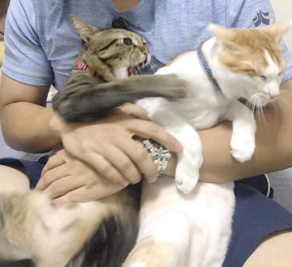 猫笑起来多可怕,猫笑的样子和正常样子