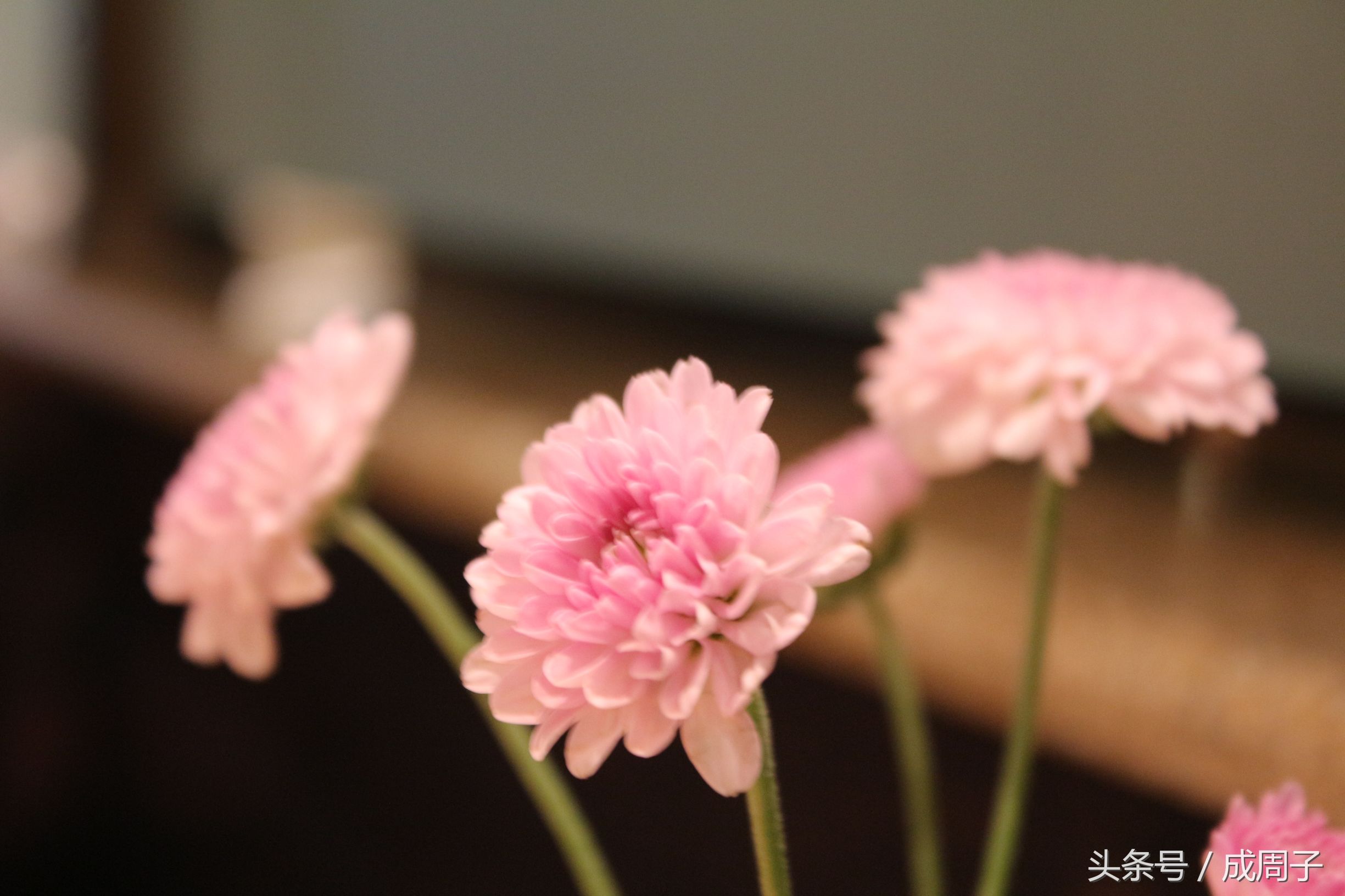 盛世公主号邮轮之旅,盛世公主号游轮旅行记