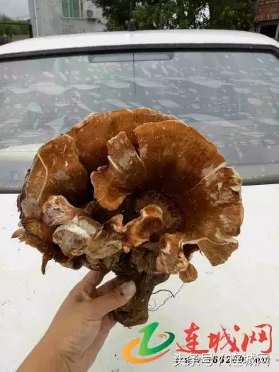 10种最奇特的蘑菇,中国最罕见的蘑菇是什么菇