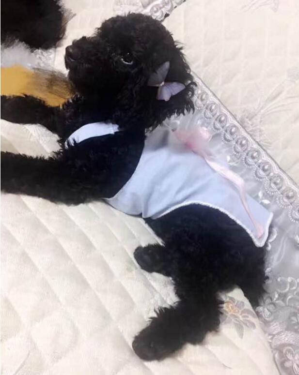 黑色泰迪更活泼,黑色泰迪和灰色泰迪配会出什么色