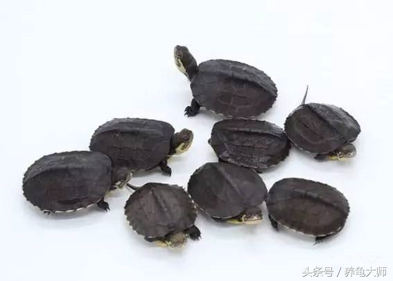 石金钱龟为什么崩盘,龟价低迷怎么办