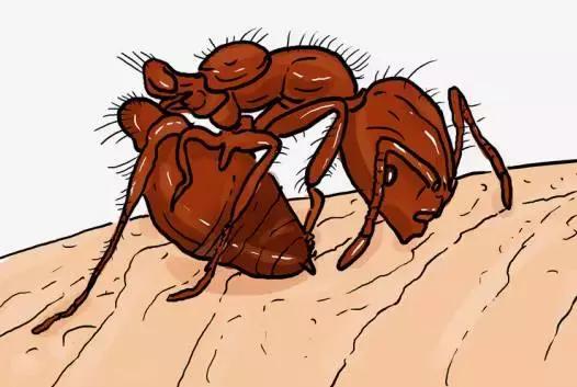 在户外要怎么注意红火蚁,高度警惕红火蚁