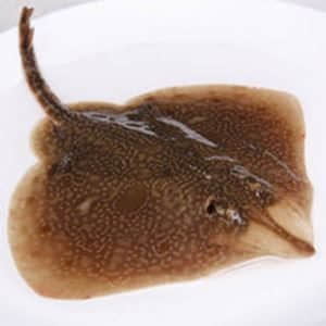 中国人经常吃的海鱼,中国人一般常吃的鱼