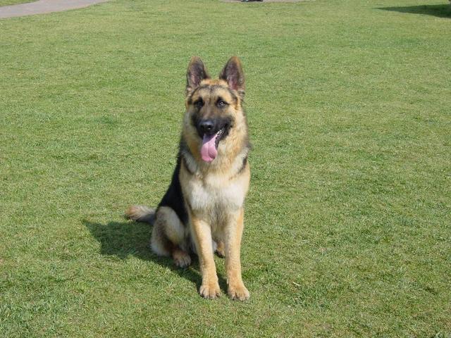 德牧的正确的饲养方法,刚生产完的德牧老母狗如何饲养