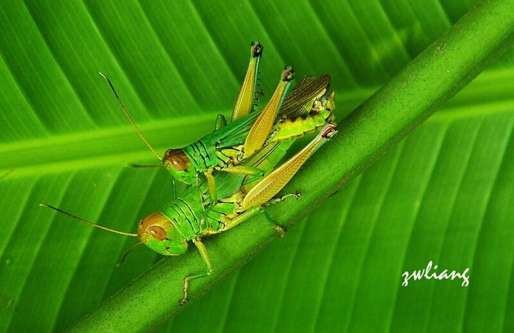 这些美味的虫子你敢吃吗,盘点可以吃的虫子