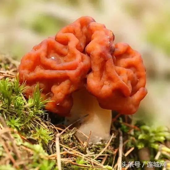10种最奇特的蘑菇,中国最罕见的蘑菇是什么菇