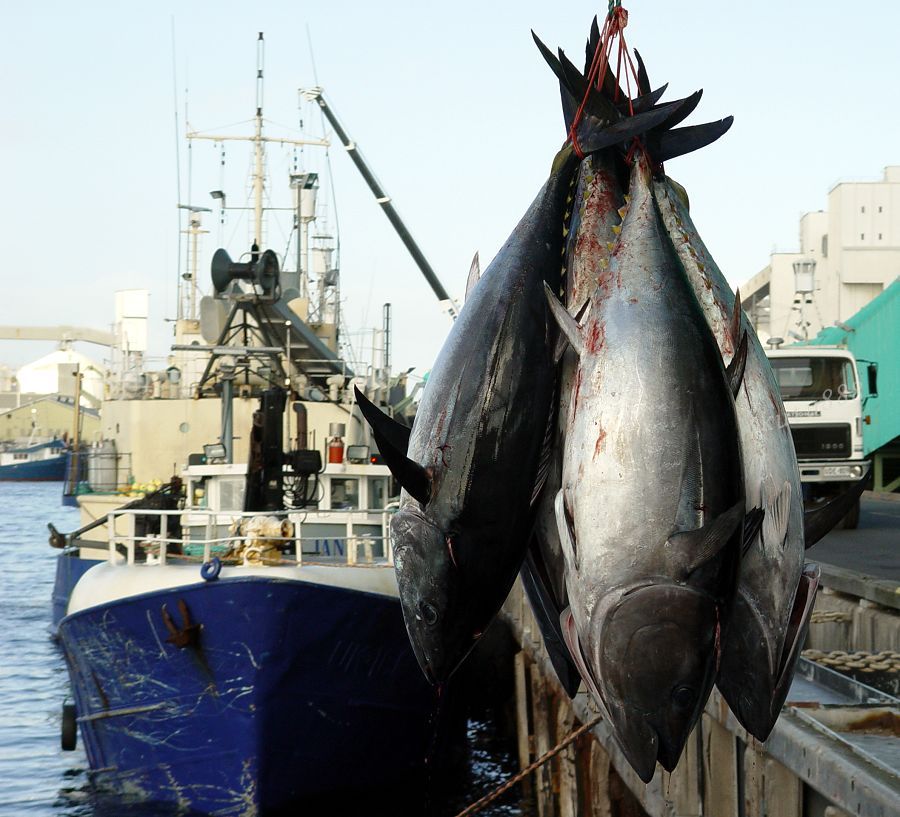 中国人经常吃的海鱼,中国人一般常吃的鱼
