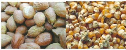 黄曲霉毒素会致残吗,黄曲霉毒素污染玉米吗