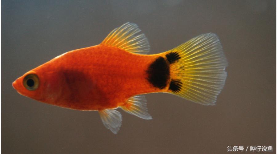 爸爸快看！我在鱼缸里抓到了米老鼠——宠物鱼新手入门小窍门