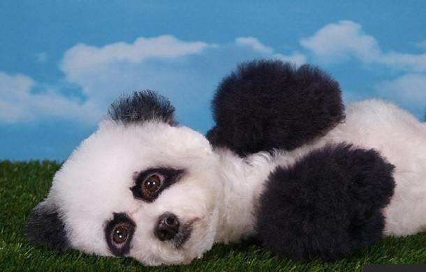 狗贩子买的狗怎么养,狗贩卖行业利润多少