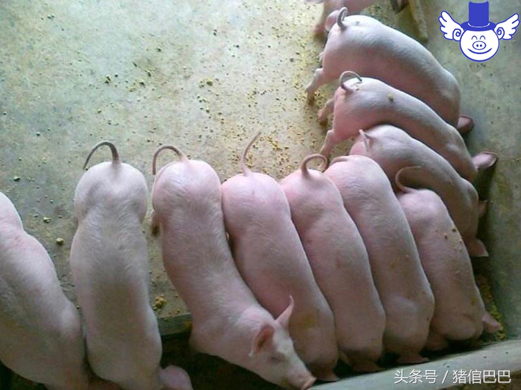 仔猪出生起不来,刚出生仔猪站不起怎么治