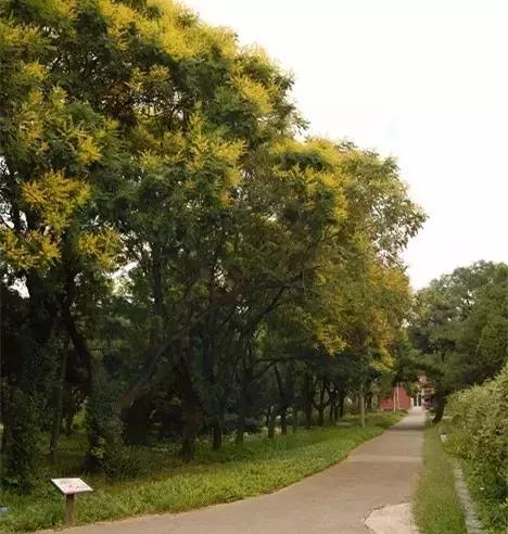 栾树落叶乔木,栾树复羽叶是什么意思