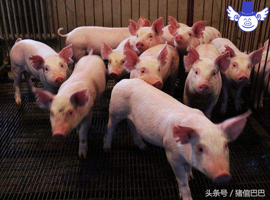 仔猪出生起不来,刚出生仔猪站不起怎么治