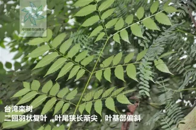栾树落叶乔木,栾树复羽叶是什么意思